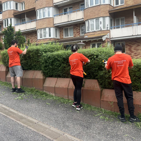 tre ungdomar som klipper en häck