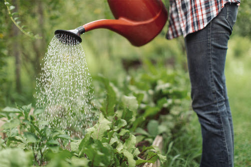 En person vattnar i trädgården med en vattenkanna.